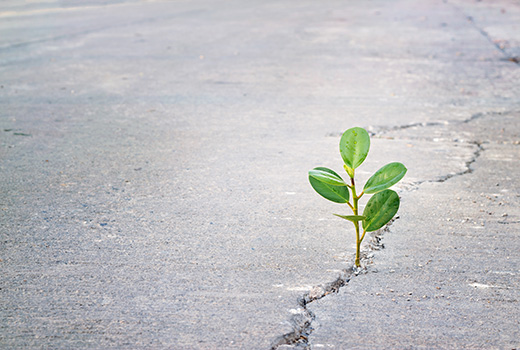 plant growing through a crack in pavement to represent the struggle of life and what areas of life Paula Lau can help people with.